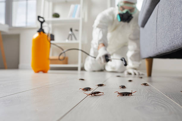 Post-Treatment Bed Bug Interceptor Monitoring in Windsor
